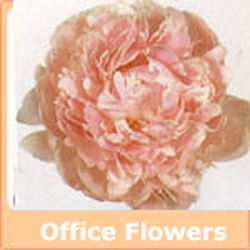 office flowers